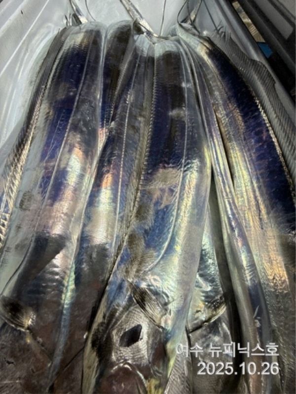 26일대갈치 (7).jpg