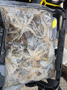 인천쭈꾸미낚시 (11).jpg