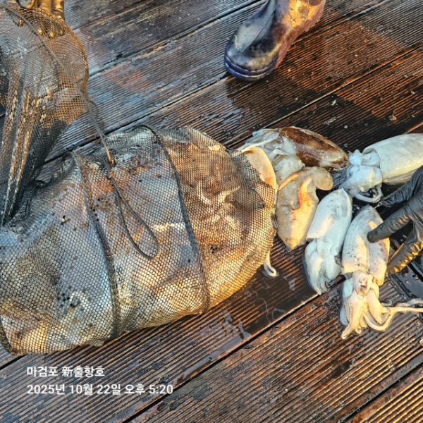 ꫛꫀꪝ✧‧˚ 태안 마검포 新출항호 .• _˚☀₊_사진_20251022_5.jpg