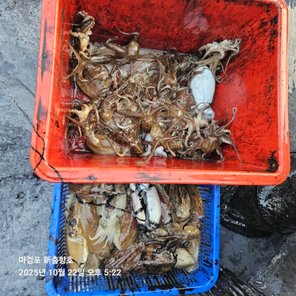 ꫛꫀꪝ✧‧˚ 태안 마검포 新출항호 .• _˚☀₊_사진_20251022_7.jpg