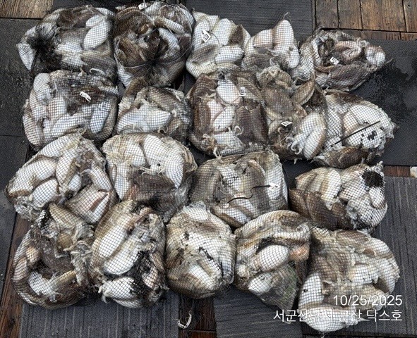 군산 선상낚시, 바다낚시 출조 전문 ☆서군산낚시☆_사진_20251025_15.jpg