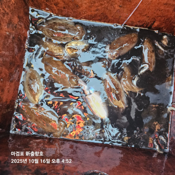 ꫛꫀꪝ✧‧˚ 태안 마검포 新출항호 .• _˚☀₊_사진_20251016_14.jpg