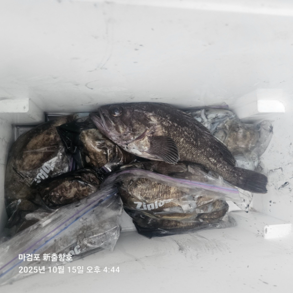 ꫛꫀꪝ✧‧˚ 태안 마검포 新출항호 .• _˚☀₊_사진_20251015_10.jpg