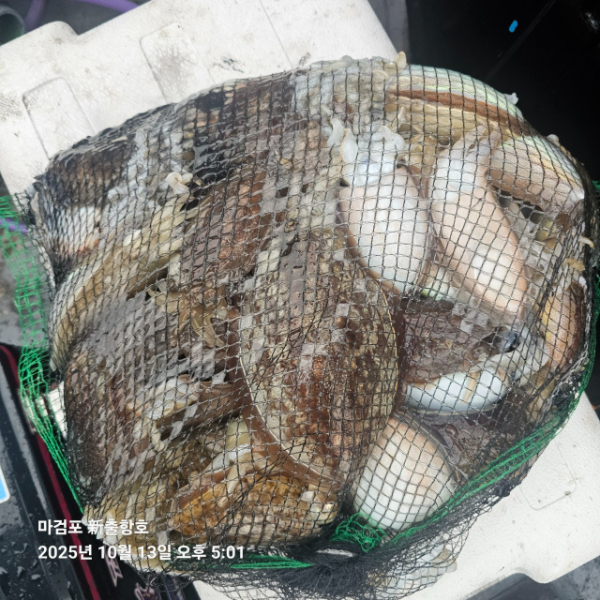 ꫛꫀꪝ✧‧˚ 태안 마검포 新출항호 .• _˚☀₊_사진_20251013_9.jpg