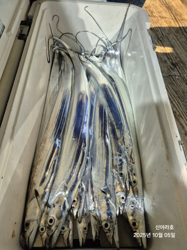 바다꾼낚시(신아라호)_사진_20251005_16.jpg