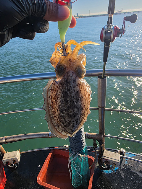 인천쭈꾸미낚시 (1).jpg