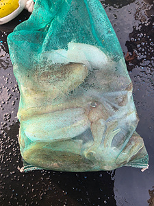 인천쭈꾸미조황 (11).jpg