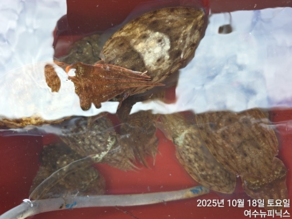 10월18일갑이 (3).jpg