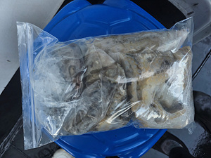 인천쭈꾸미조황 (1).jpg