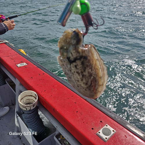 인천쭈꾸미낚시 (5).jpg