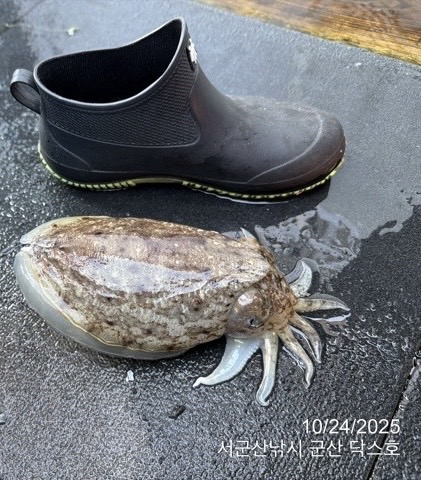 군산 선상낚시, 바다낚시 출조 전문 ☆서군산낚시☆_사진_20251024_11.jpg