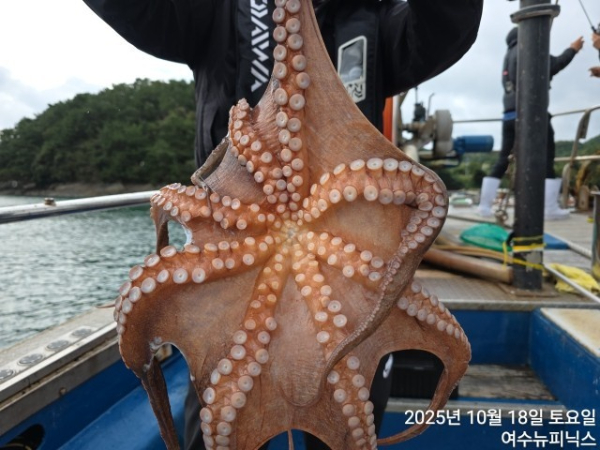 10월18일갑오징어 (17).jpg