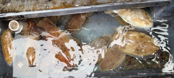 예지퀸호 농어외수질&어초낚시 경기인천권_사진_20251013_5.jpg