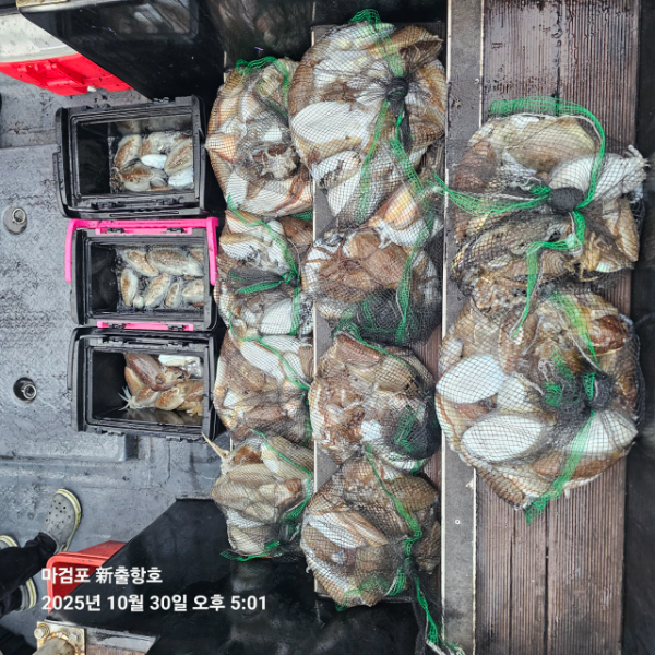 ꫛꫀꪝ✧‧˚ 태안 마검포 新출항호 .• _˚☀₊_사진_20251030_4.jpg