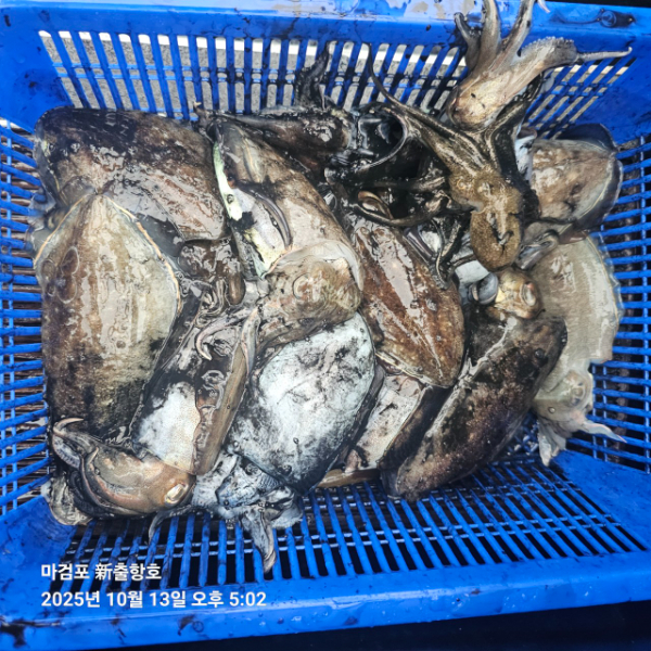 ꫛꫀꪝ✧‧˚ 태안 마검포 新출항호 .• _˚☀₊_사진_20251013_12.jpg