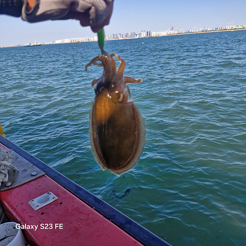 인천쭈꾸미낚시 (16).jpg