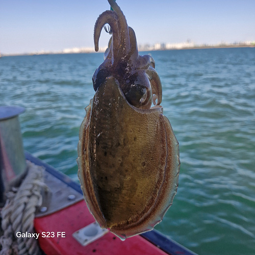 인천쭈꾸미낚시 (15).jpg