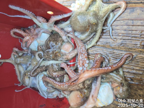 ♡ 여수 빅보스 ♡문어,갑오징어,쭈꾸미,타이라바(참돔)_사진_20251020_17.jpg