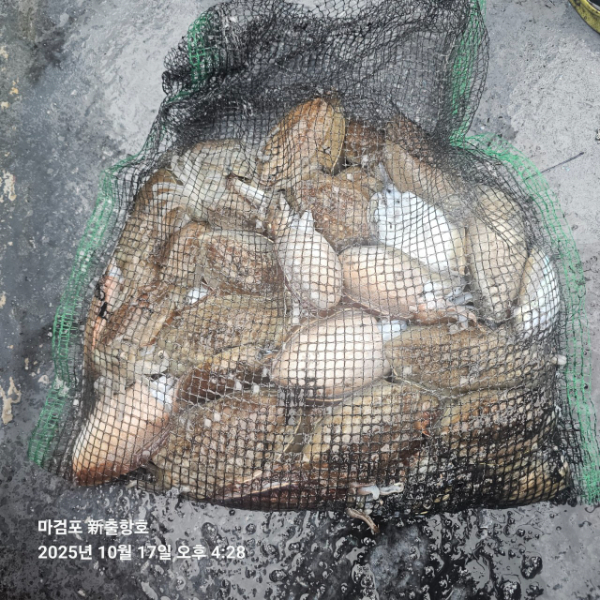 ꫛꫀꪝ✧‧˚ 태안 마검포 新출항호 .• _˚☀₊_사진_20251017_6.jpg
