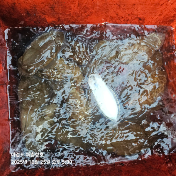 ꫛꫀꪝ✧‧˚ 태안 마검포 新출항호 .• _˚☀₊_사진_20251025_10.jpg