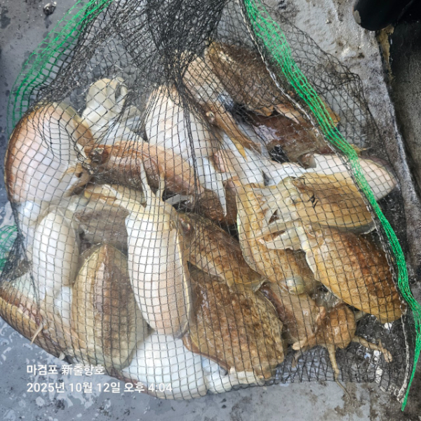 ꫛꫀꪝ✧‧˚ 태안 마검포 新출항호 .• _˚☀₊_사진_20251013_7.jpg