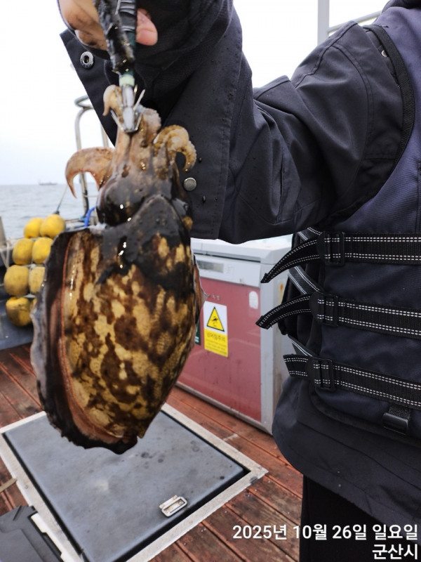 군산 선상낚시, 바다낚시 출조 전문 ☆서군산낚시☆_사진_20251026_10.jpg