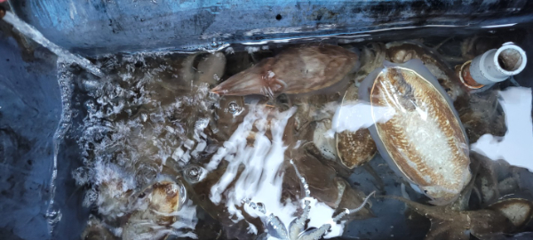 예지퀸호 농어외수질&어초낚시 경기인천권_사진_20251026_11.jpg