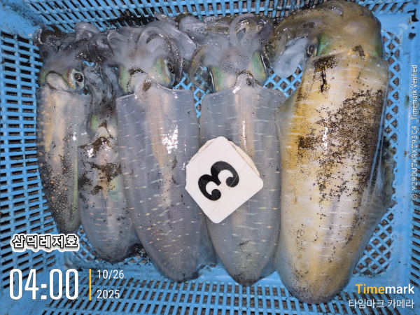 2025-10-26 04.00.41_.jpg