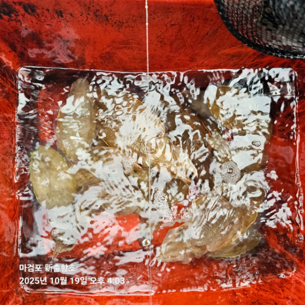 ꫛꫀꪝ✧‧˚ 태안 마검포 新출항호 .• _˚☀₊_사진_20251019_19.jpg