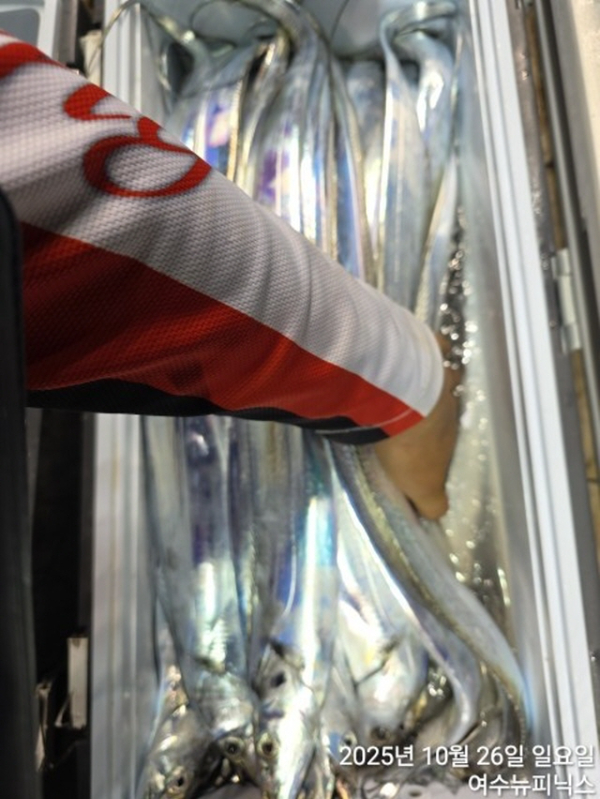 26일대갈치 (10).jpg