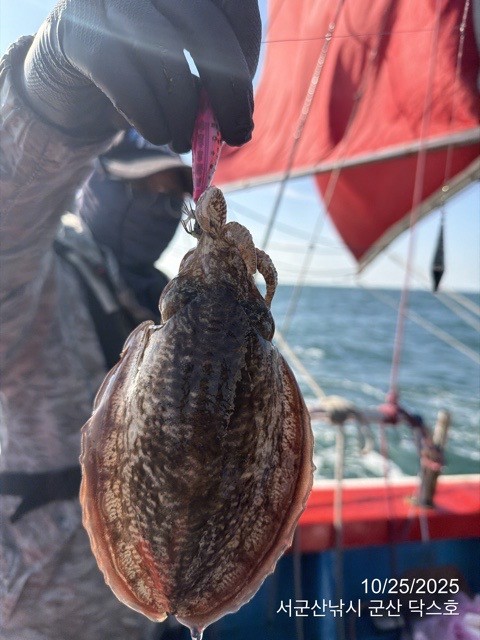 군산 선상낚시, 바다낚시 출조 전문 ☆서군산낚시☆_사진_20251025_3.jpg