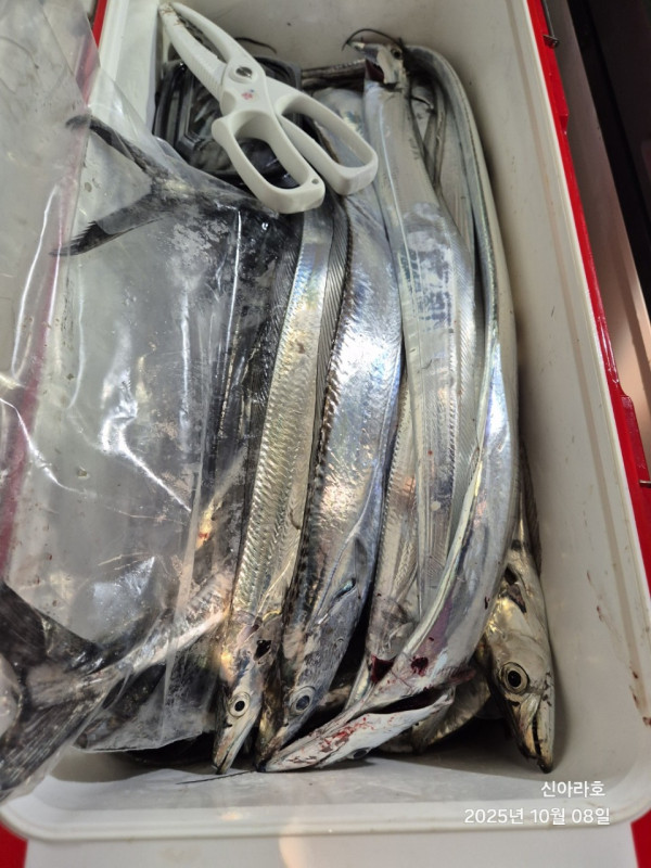 바다꾼낚시(신아라호)_사진_20251008_5.jpg