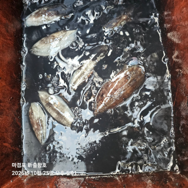 ꫛꫀꪝ✧‧˚ 태안 마검포 新출항호 .• _˚☀₊_사진_20251025_12.jpg