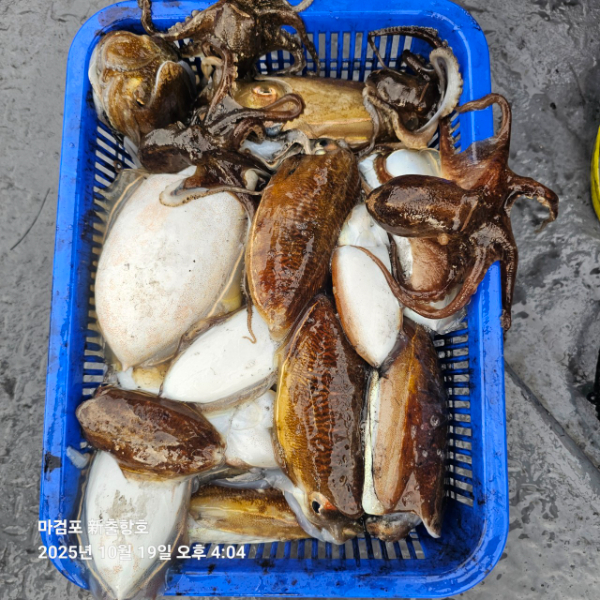 ꫛꫀꪝ✧‧˚ 태안 마검포 新출항호 .• _˚☀₊_사진_20251019_17.jpg