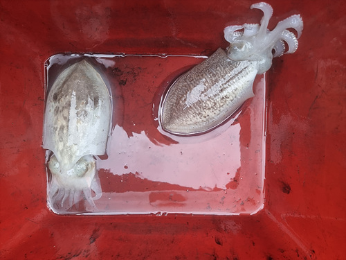 인천쭈꾸미낚시 (3).jpg