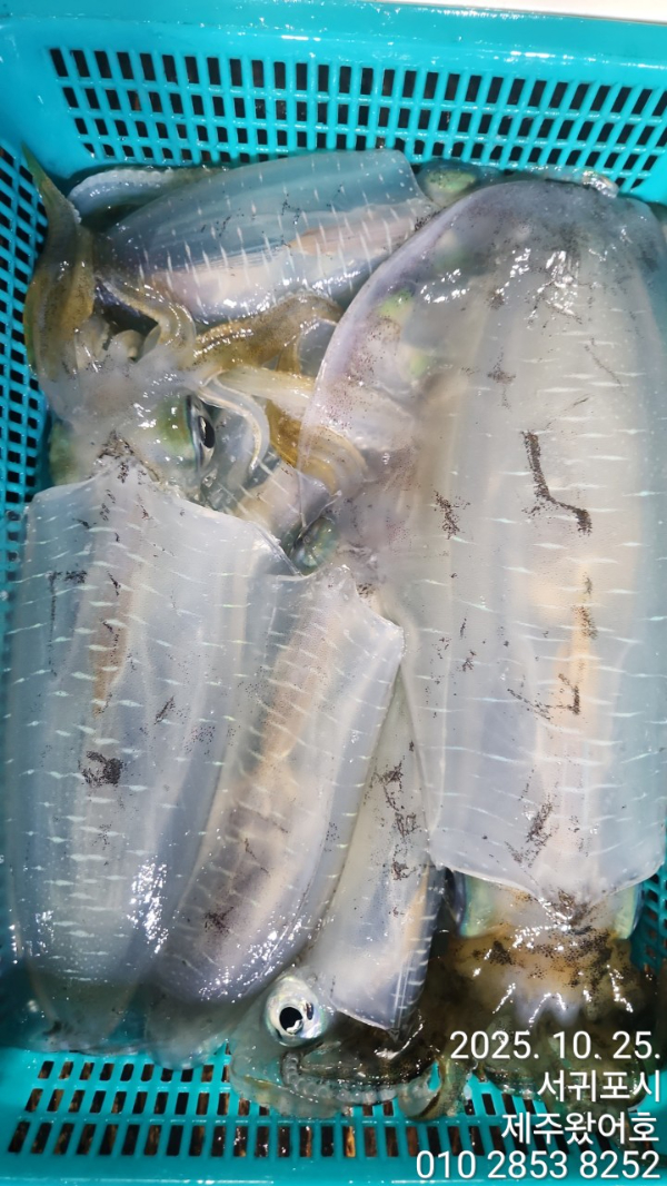 제주왔어호_사진_20251026_3.jpg