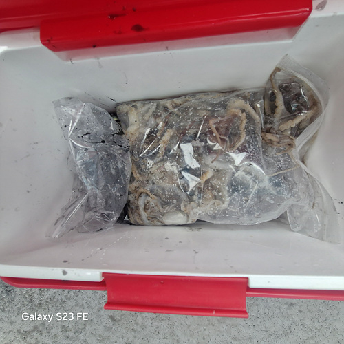 인천쭈꾸미낚시 (17).jpg