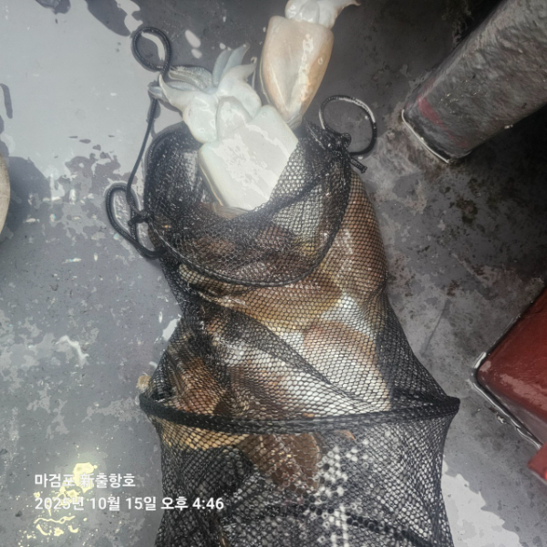 ꫛꫀꪝ✧‧˚ 태안 마검포 新출항호 .• _˚☀₊_사진_20251015_13.jpg