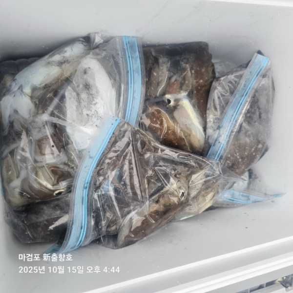 ꫛꫀꪝ✧‧˚ 태안 마검포 新출항호 .• _˚☀₊_사진_20251015_9.jpg