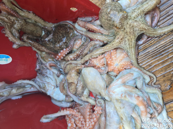 ♡ 여수 빅보스 ♡문어,갑오징어,쭈꾸미,타이라바(참돔)_사진_20251020_18.jpg