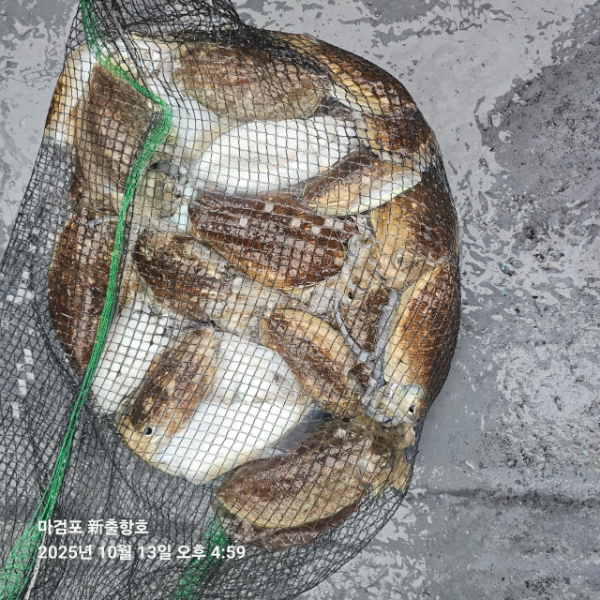 ꫛꫀꪝ✧‧˚ 태안 마검포 新출항호 .• _˚☀₊_사진_20251013_2.jpg