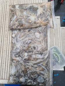 인천쭈꾸미낚시 (1).jpg