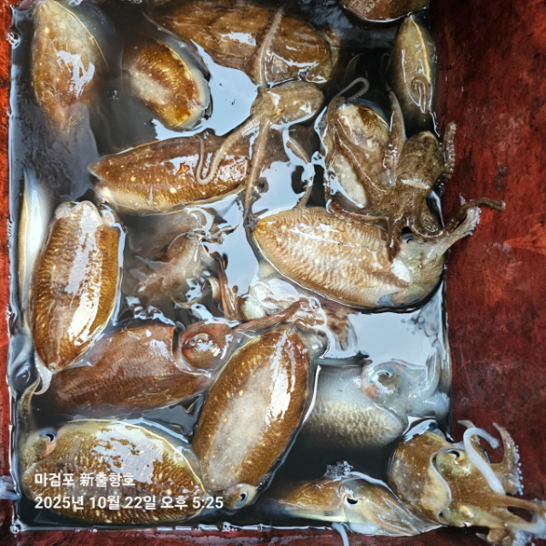 ꫛꫀꪝ✧‧˚ 태안 마검포 新출항호 .• _˚☀₊_사진_20251022_13.jpg