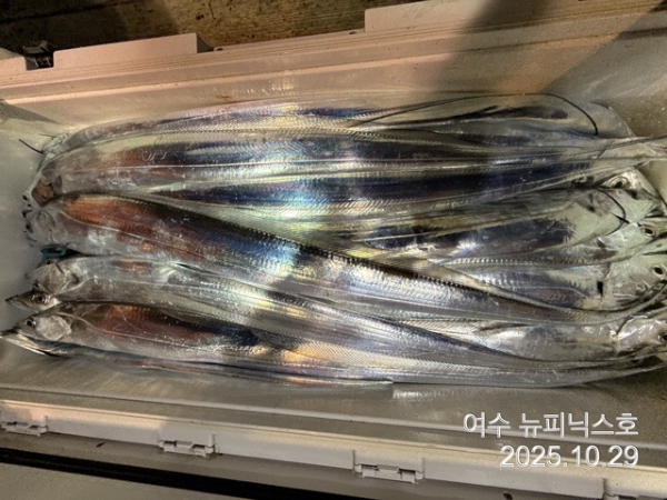 10월29일갈치 (8).jpg