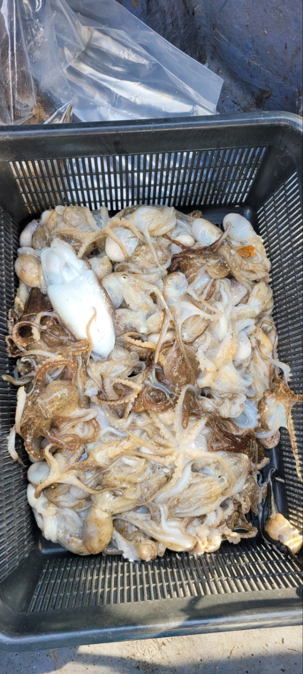 예지퀸호 농어외수질&어초낚시 경기인천권_사진_20251001_16.jpg