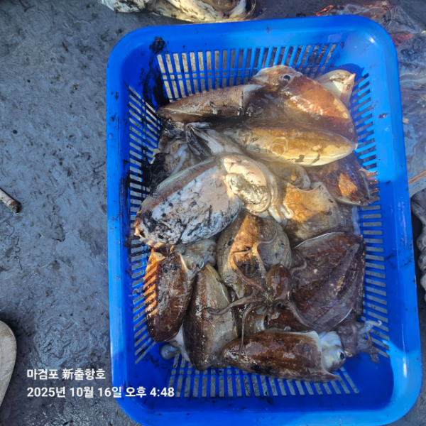 ꫛꫀꪝ✧‧˚ 태안 마검포 新출항호 .• _˚☀₊_사진_20251016_17.jpg