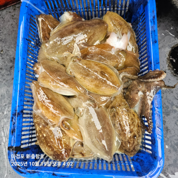 ꫛꫀꪝ✧‧˚ 태안 마검포 新출항호 .• _˚☀₊_사진_20251019_18.jpg