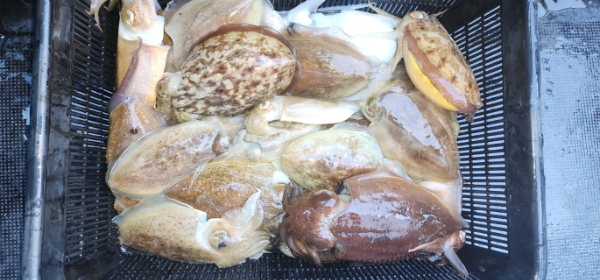 예지퀸호 농어외수질&어초낚시 경기인천권_사진_20251029_9.jpg