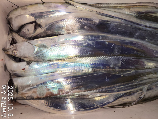 ♡여수레인보우♡갈치_열기_한치_갑오징어__사진_20251005_5.jpg