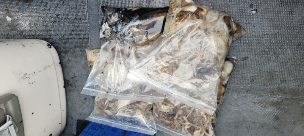 예지퀸호 농어외수질&어초낚시 경기인천권_사진_20251001_11.jpg